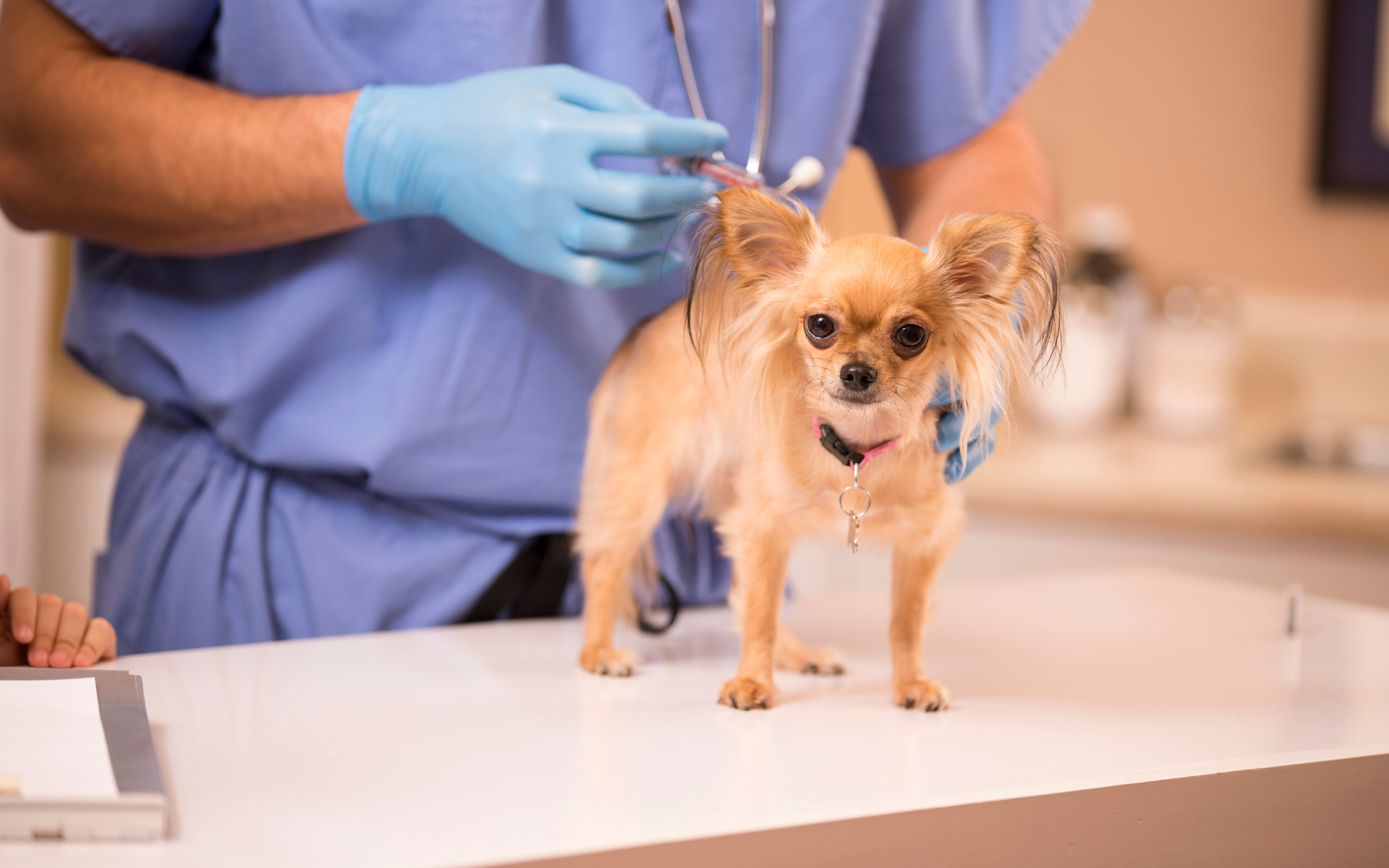 pets clinic in lahore