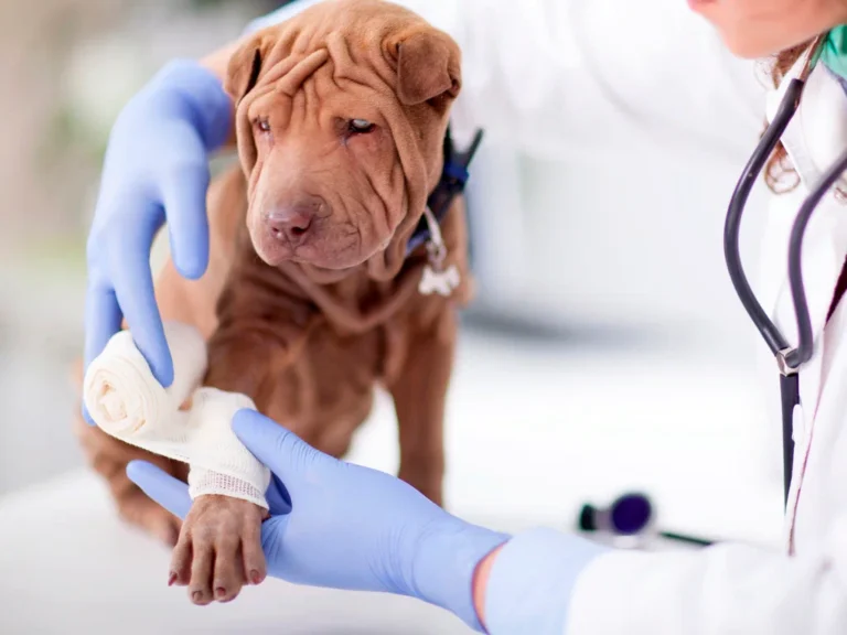 Best Pet Clinic