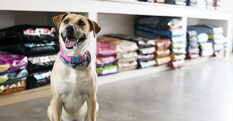 Best Pet Shop