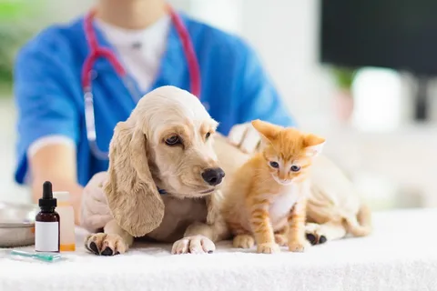 Pet clinic