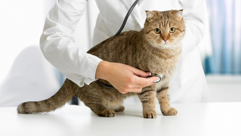 Top Pet Clinic in Lahore