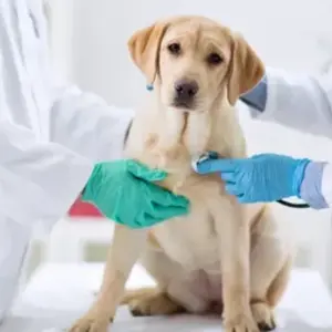 Pet Shop