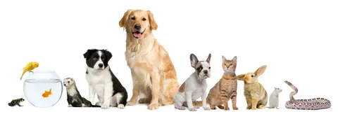 Pet Shop vs Pet Clinic: What’s the Difference?