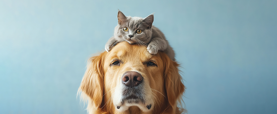 Raza Pets clinic and dogs