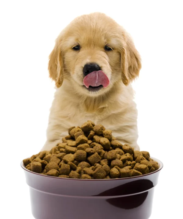 dog-foood dog-foood